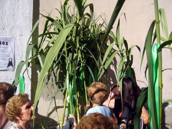 2008 dia canyas (4)