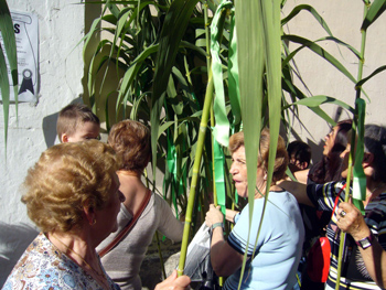 2008 dia canyas (5)
