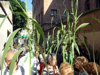 2008 dia canyas (9)
